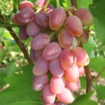 Winogrona łukowe