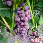 Ainset Sidlis Winogrona