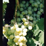 Winogrona Frumoasa alba