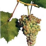 Winogrona Korinka Rosyjski