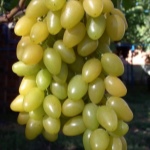 Muscat Winogrona Lato