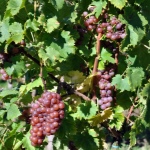 Muscat Różowy Winogronowy