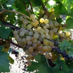 Muscat Bursztynowy Winogrono