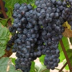 Neretinskiy winogrona