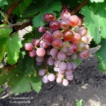 Winogrona Nowy Rosyjski
