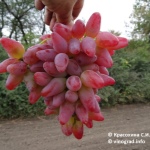 Winogrona Oryginał