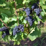 Winogrona Pinot Noir