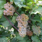Winogronowy Dar Magarach