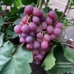 Winogrona Czerwonego Globu