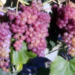 Grape Rylines Różowe Siodła (RPS)