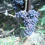 Winogrona Richelieu
