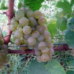 Winogrona Rieslinga
