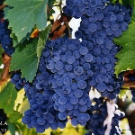 Winogrono rubinowe Golodrigi