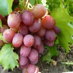 Rubinowa Rocznica Winogrona