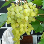 Winogrona Rusbol