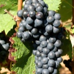 Winogrona Shiraz (Syrah)
