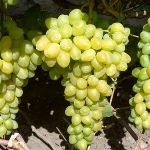 Winogrona Chwała Ukrainie