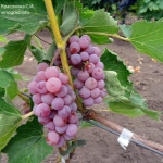Somerset Siddles Winogrona