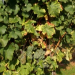 Winogrona Sauvignon Blanc