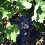 Winogrona Straseni