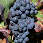 Winogrona Tempranillo