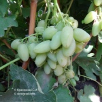 Winogrona Timur