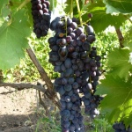 Winogrona Yasya