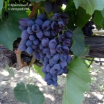 Winogrona Jowisz