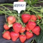 Truskawkowa Aprica