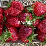 Truskawka Brilla