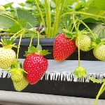 Strawberry Florida Beauty