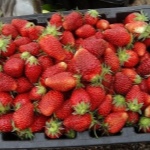 Truskawkowe Orlety