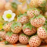 Pineberry Truskawka (Ananas)