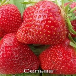 Truskawkowy Selva