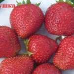 Truskawkowy Słowik