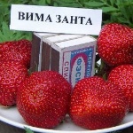 Truskawkowa Vima Zanta