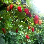 Malina Pride Rosji
