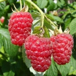 Malinowy Krepysz