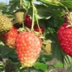 Malina Niżegorodec