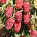 Malinowy Terenty