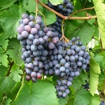 Winogrono ametystowe