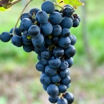 Winogrona kupidyna