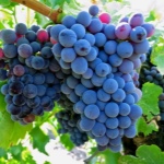 Winogronowy Grenache Noir