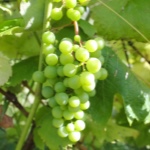 Winogrona Lubawskie