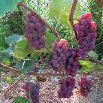 Winogrona Lucille