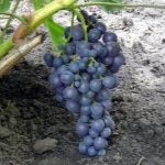 Czerwone winogrona Muscat