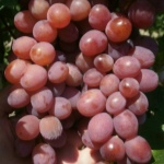 Winogrona Prima (Pavlovsky E.G.)