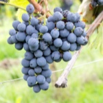 Winogrona Sangiovese