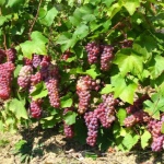 Traminer różowe winogrono (Gewurztraminer)