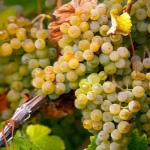 Winogrona Verdejo